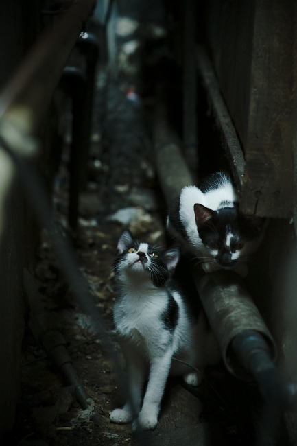 开云-阿坎吉一剑封喉！哥斯达黎加压哨绝杀阿尔及利亚，沙漠之狐饮恨终场